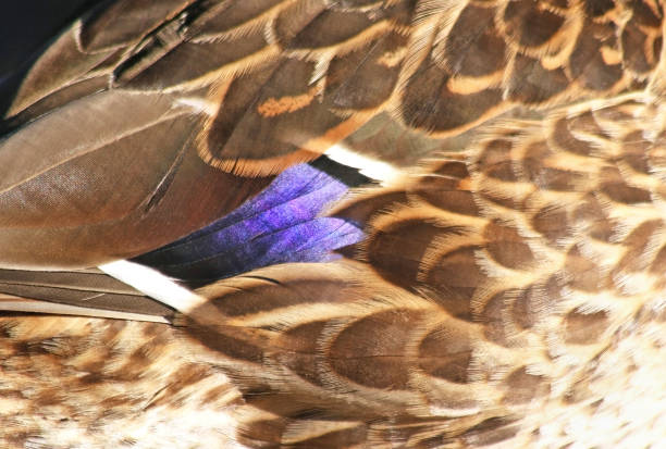 istock Close up of Mallard duck feathers 850767654