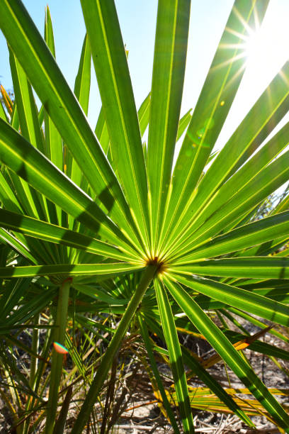 rayos del sol brillando a través de la fronda de saw palmetto - florida palm tree sky saw palmetto fotografías e imágenes de stock