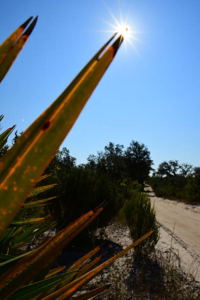 sol brillando a través de la punta de la fronda de saw palmetto con camino forestal - florida palm tree sky saw palmetto fotografías e imágenes de stock