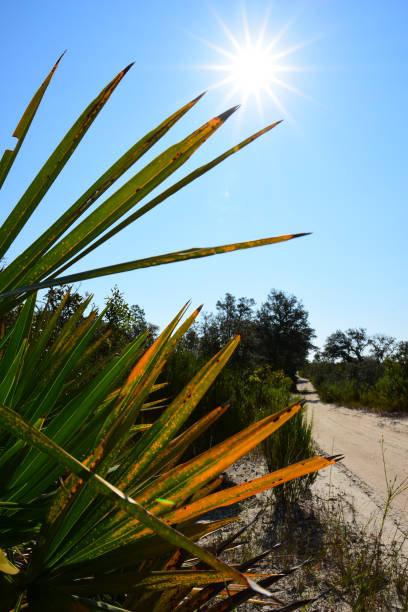 brillante sol en saw palmetto junto al camino forestal arena - florida palm tree sky saw palmetto fotografías e imágenes de stock