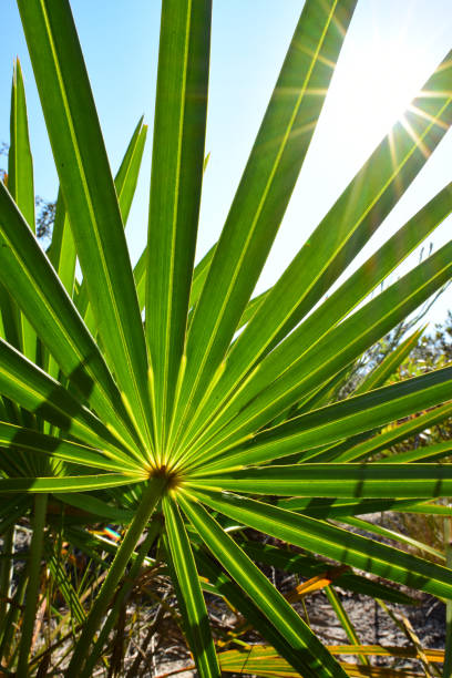 rayos del sol brillando a través de los dedos en la fronda de la palma enana - florida palm tree sky saw palmetto fotografías e imágenes de stock