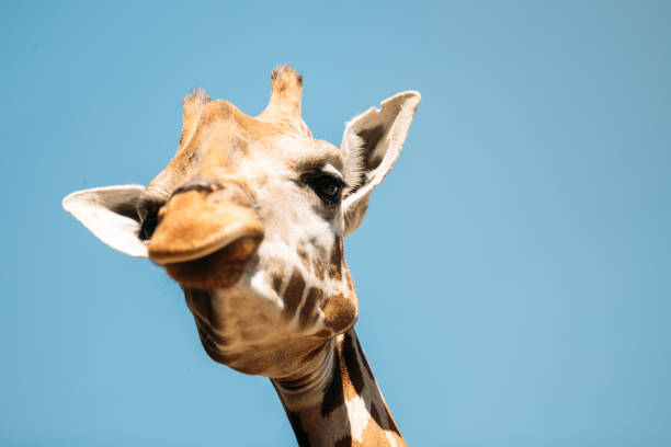istock Close-up picture of girafee looking into camera 850789112