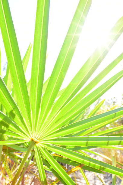 sol brillante detrás de frondas de palma enana - florida palm tree sky saw palmetto fotografías e imágenes de stock