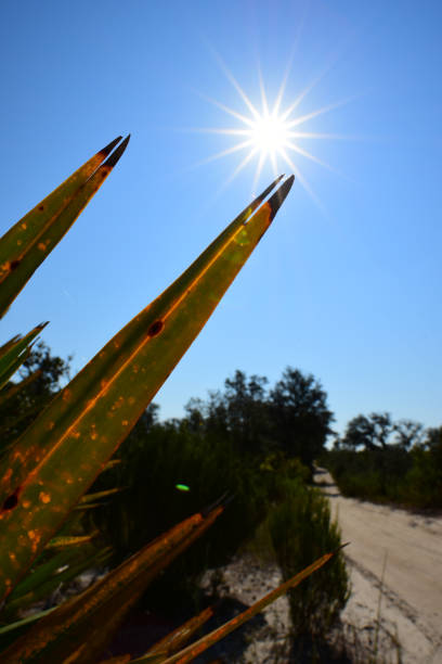 bright sun shining over saw palmetto frond in scrubby forest - florida palm tree sky saw palmetto imagens e fotografias de stock