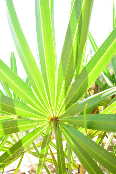 bright sun backlighting bright green saw palmetto fronds - florida palm tree sky saw palmetto imagens e fotografias de stock