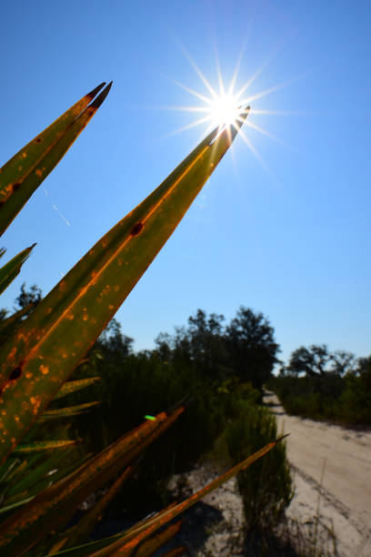 sol brillando a través de la fronda de saw palmetto con el camino forestal - florida palm tree sky saw palmetto fotografías e imágenes de stock