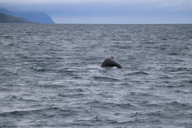 istock Tale of a whale in Akureiri (Artic Ocean - Iceland) 850790656