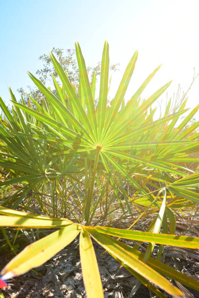 sol brillando a través y de luz vio hojas de palmito - florida palm tree sky saw palmetto fotografías e imágenes de stock