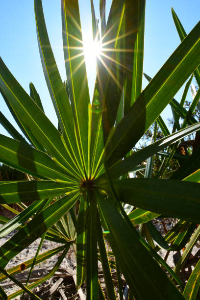 rayos del sol brillando a través de los dedos de la fronda de saw palmetto - florida palm tree sky saw palmetto fotografías e imágenes de stock