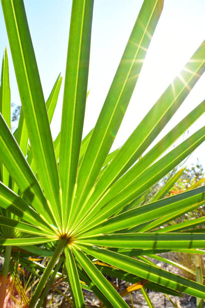 sol brillando a través de e iluminación trasera fronda de saw palmetto - florida palm tree sky saw palmetto fotografías e imágenes de stock