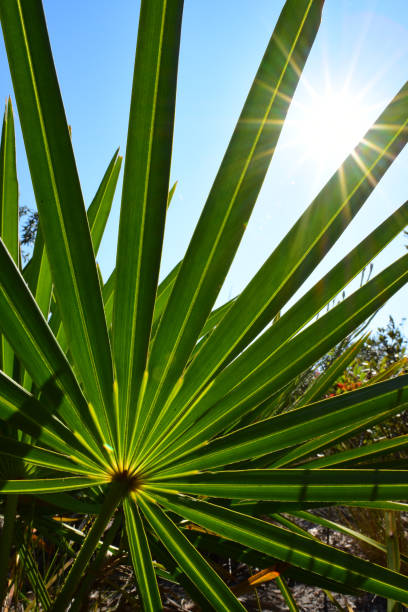 rayos del sol brillando a través de la fronda de la palma enana - florida palm tree sky saw palmetto fotografías e imágenes de stock