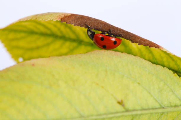 Ladybird on a leaf. Under a leaflet, the ladybird head over heels sits. A kind with a side. plant city photos stock pictures, royalty-free photos & images