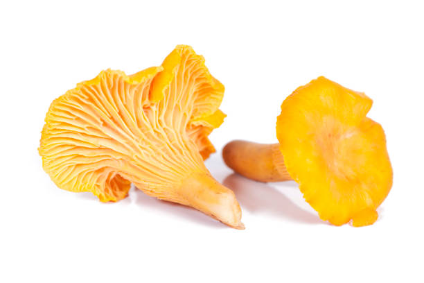 istock Chanterelle mushrooms isolated in white 850801696