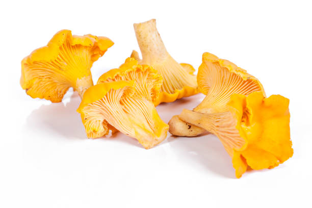 istock Chanterelle mushrooms isolated in white 850801796