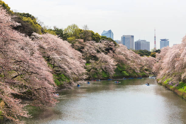 istock Chidorigafuchi park during the spring season. 850801840