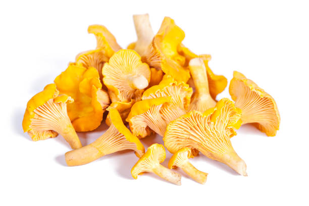 istock Chanterelle mushrooms isolated in white 850801852