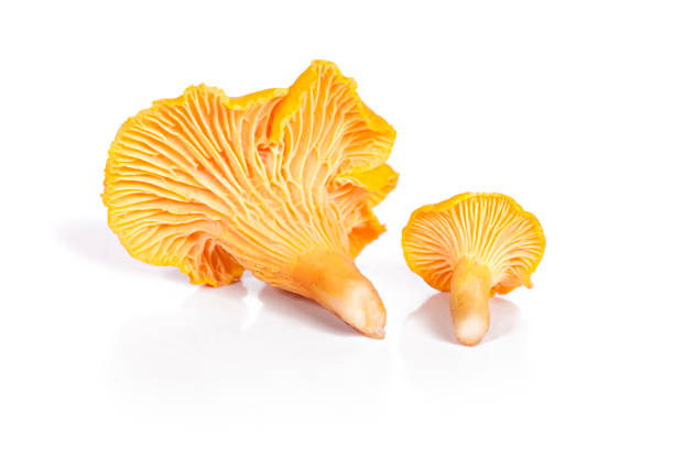 istock Chanterelle mushrooms isolated in white 850802826