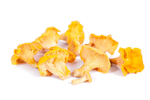 istock Chanterelle mushrooms isolated in white 850805410