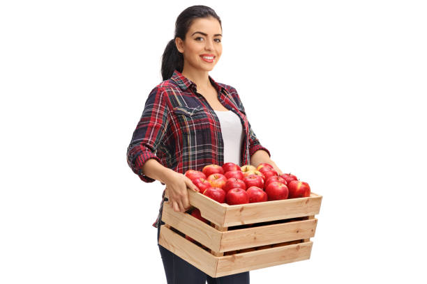 allevatrice in possesso di una cassa di legno piena di mele - women smiling mature adult portrait foto e immagini stock