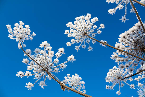 besneeuwde bloemen op de blauwe hemelachtergrond. - dry january stockfoto's en -beelden