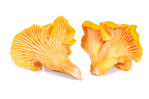 istock Chanterelle mushrooms isolated in white 850816072
