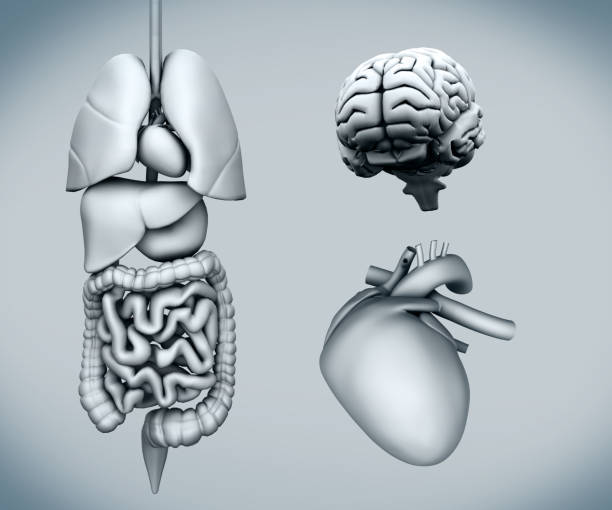 istock Diagram of human organs 850818376