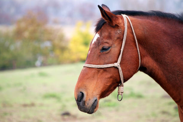 istock brown horse portrait 850820454