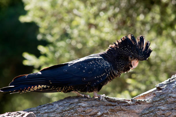 istock female red tailed black cockatoo 850823082
