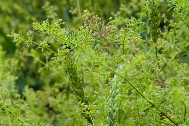 istock weed plants Galium aparine close up (stickyjack, velcro weed, grip grass) at wheat field 850826890