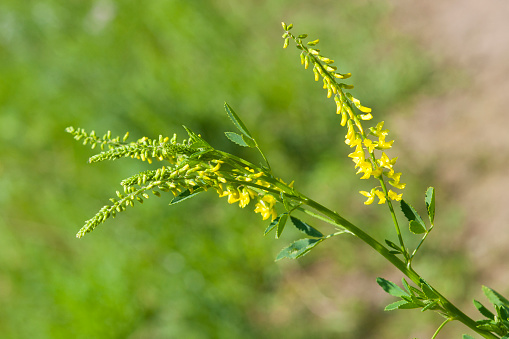 Melilotus blossoms at wild close up