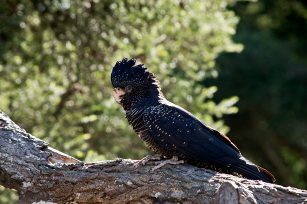 istock female red tailed black cockatoo 850828722