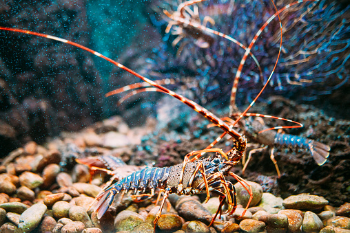 A lobster in captivity