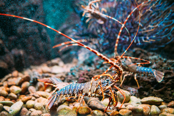 Lobster underwater A lobster in captivity decapoda stock pictures, royalty-free photos & images
