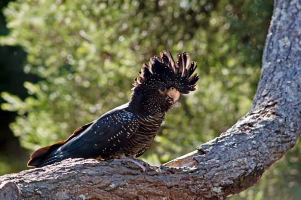 istock female red tailed black cockatoo 850829540