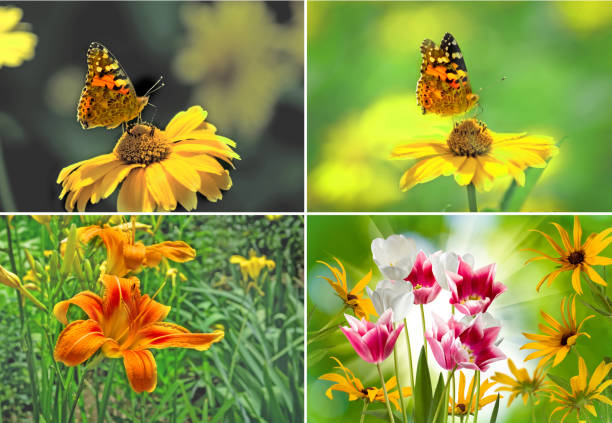image of a butterfly and flowers  closeup