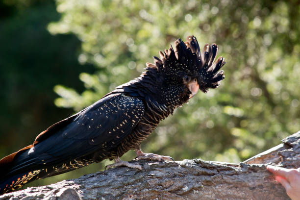 istock female red tailed black cockatoo 850832480