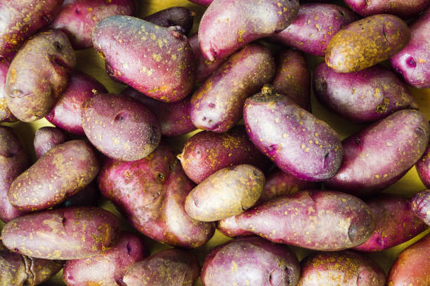 istock Bunch of whole red potatoes background 850833586