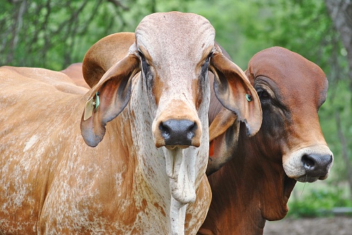 2 brahman bulls pose for a portrait