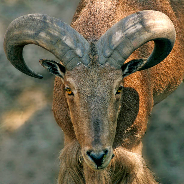 istock Image of sheep in the zoo close-up 850838116