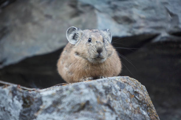 istock Altai pika on stone. Wild animal 850841020