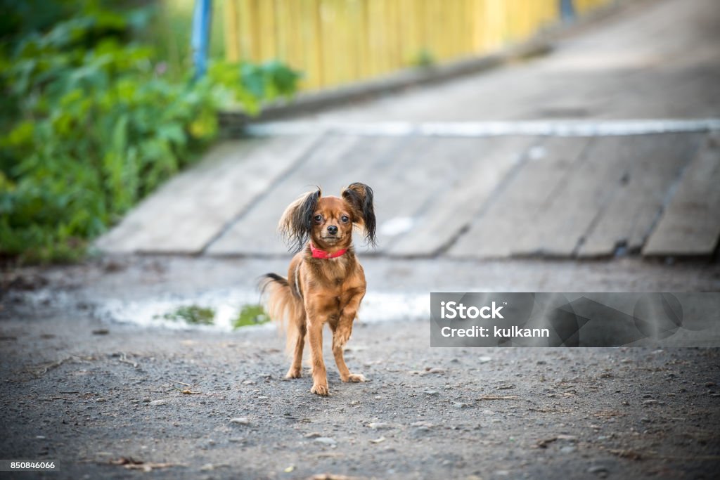 little cute dog on walk Agricultural Field Stock Photo