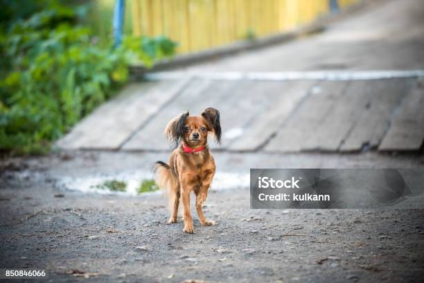 Little Cute Dog On Walk Stock Photo - Download Image Now - Agricultural Field, Animal, Beauty