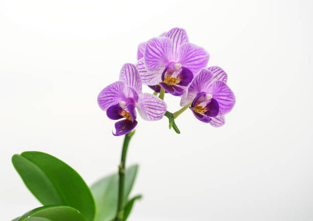 istock Orchid flower isolated on white background. 850851786