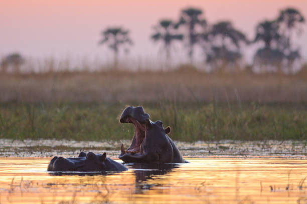 coucher de soleil hippo - animal hippopotamus africa yawning photos et images de collection