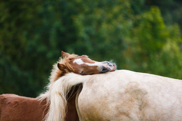 Foal with her mother