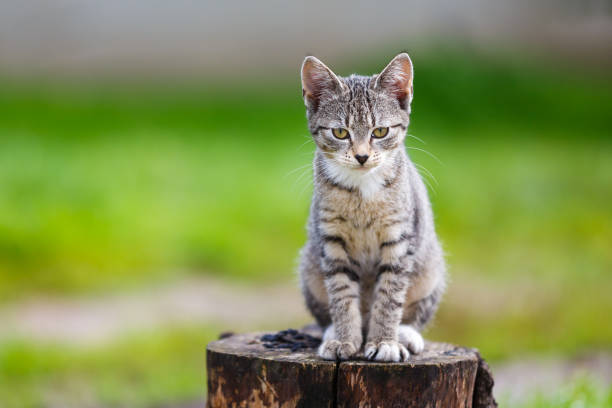 istock Portrait of the rustic cat 850857942
