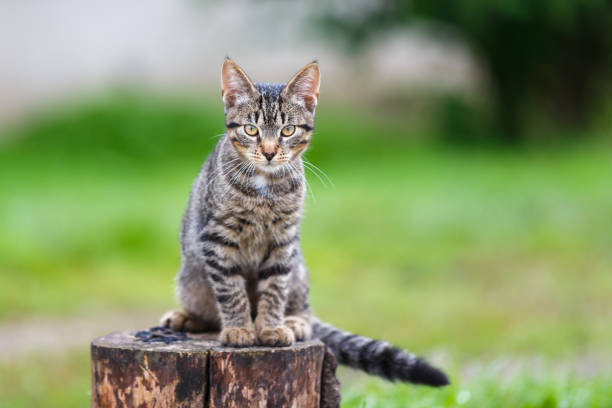 istock Portrait of the rustic cat 850857960