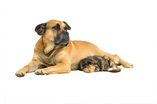 istock cat and big dog friends 850857968