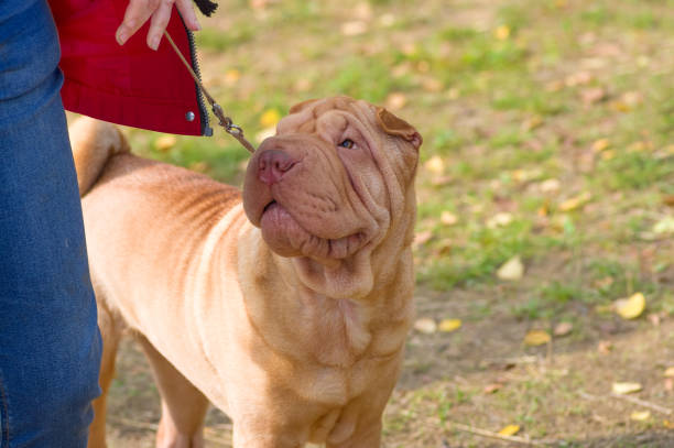 istock Sharpei dog Close-up 850858386