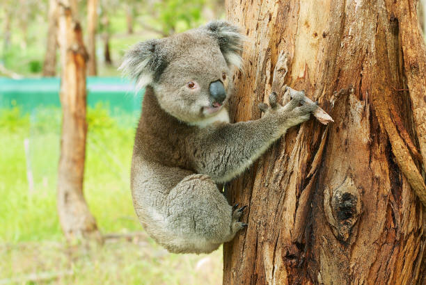 istock Australian koala bear on eucalyptus tree, Victoria, Australia. 850858438